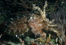 Komodo 2016 - Broadclub cuttlefish - Seiche - Sepia latimanus -IMG_6457_rc